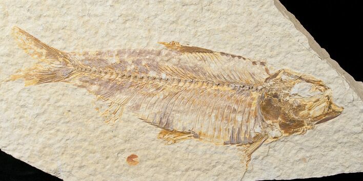 Bargain Knightia Fossil Fish - Wyoming #16459